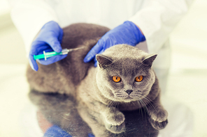 medicine, pet, animals, health care and people concept - close up of veterinarian doctor with syringe making vaccine injection to british cat at vet clinic