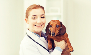 medicine, pet, animals, health care and people concept - happy veterinarian or holding dachshund dog at vet clinic