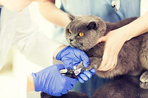 medicine, pet, animals, grooming and people concept - close up of veterinarian doctor with clipper cutting british cat nail at vet clinic