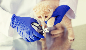 medicine, pet, animals, grooming and people concept - close up of veterinarian doctor with clipper cutting scottish fold kitten nail at vet clinic