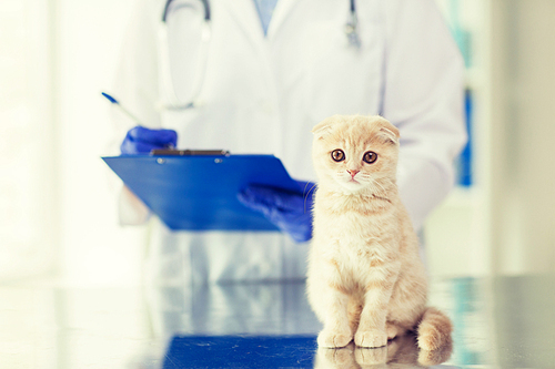 medicine, pet, animals, health care and people concept - close up of veterinarian doctor scottish fold kitten and clipboard at vet clinic