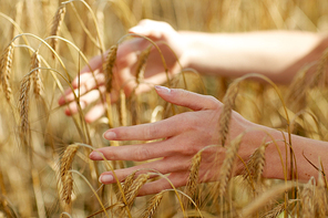 country, nature, summer holidays, agriculture and people concept - close up of young woman hands touching spikelets in cereal field