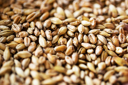 agriculture, farming, prosperity, harvest and rural economy concept - close up of malt or cereal grains