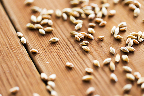 agriculture, farming, harvest and rural economy concept - close up of malt or cereal grains