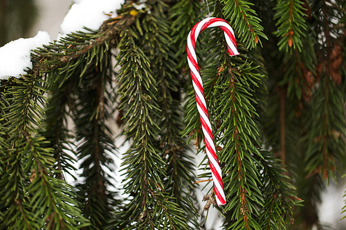 winter holidays and decoration concept - candy cane christmas tree toy on fir branch covered with snow
