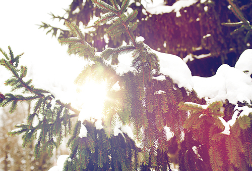 season, nature and christmas concept - fir branch and snow in winter forest