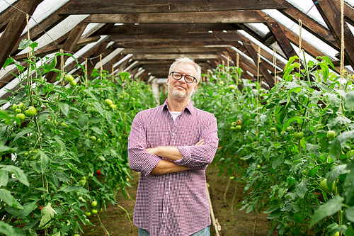 farming, gardening, agriculture and people concept - happy senior man at farm greenhouse