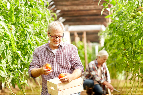 farming, gardening, old age and people concept - senior woman and man harvesting crop of tomatoes at greenhouse on farm