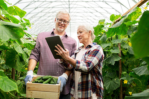 farming, gardening, agriculture, harvesting and people concept -happy senior couple with box of cucumbers and tablet pc computer at farm greenhouse