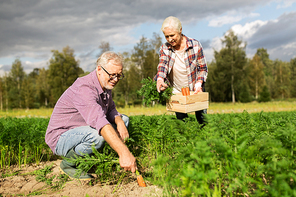 farming, gardening, agriculture, harvesting and people concept - senior couple with box for vegetables picking carrots at farm