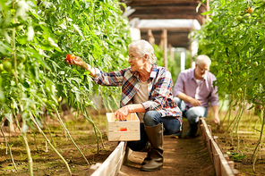 farming, gardening, old age and people concept - senior woman and man harvesting crop of tomatoes at greenhouse on farm