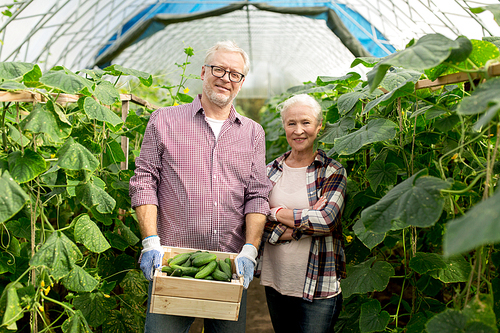 farming, gardening, agriculture, harvesting and people concept - senior couple with box of cucumbers at farm greenhouse