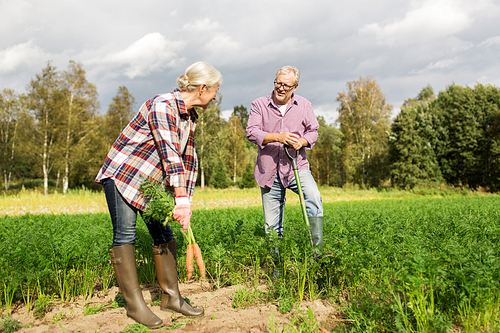 farming, gardening, agriculture, harvesting and people concept - senior couple with shovel picking carrots at farm garden