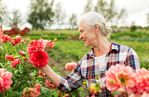 farming, gardening and people concept - happy senior woman with flowers blooming at summer garden