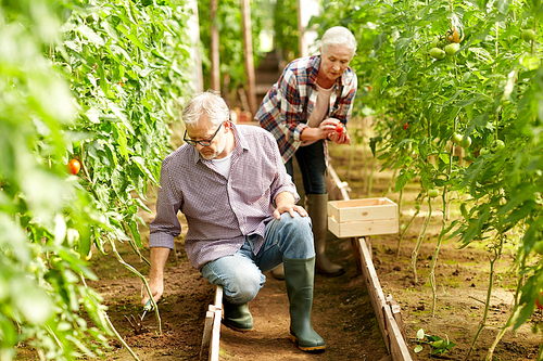 farming, gardening, old age and people concept - senior man with hoe weeding garden bed and woman harvesting crop of tomatoes at greenhouse on farm