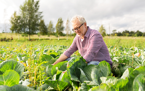 farming, gardening, agriculture, harvesting and people concept - happy senior man growing white cabbage at farm