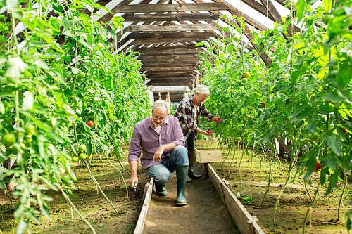 farming, gardening, old age and people concept - senior man with hoe weeding garden bed and woman harvesting crop of tomatoes at greenhouse on farm