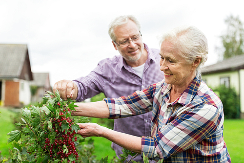 farming, gardening, old age and people concept - happy senior couple harvesting red currant at summer garden