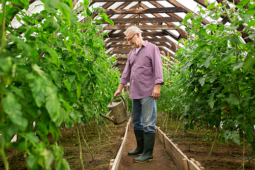 farming, gardening, agriculture and people concept - happy senior man with watering can at farm greenhouse