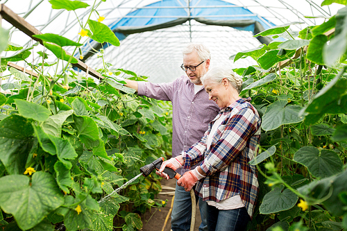 farming, gardening, agriculture and people concept - happy senior couple garden hose watering plants or cucumber seedlings at farm greenhouse