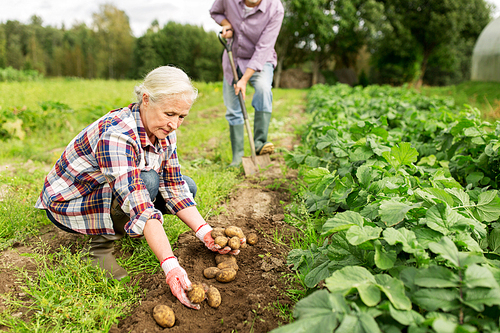 farming, gardening, agriculture and people concept - senior couple planting potatoes at garden or farm