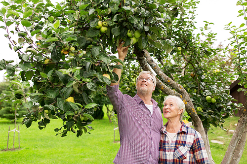 farming, gardening, harvesting and people concept - senior couple with apple tree at summer garden