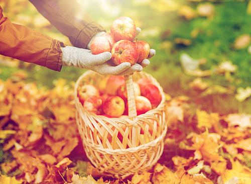 farming, gardening, harvesting and people concept - woman hands holding apples over wicker basket at autumn garden