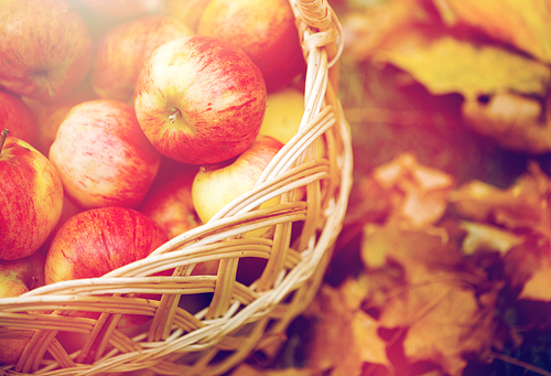 farming, gardening, harvesting and people concept - close up of wicker basket with ripe red apples at autumn garden