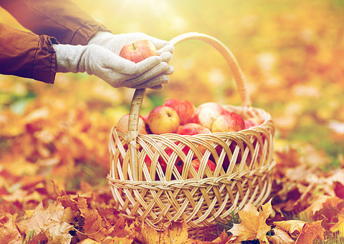 farming, gardening, harvesting and people concept - woman hands holding apples over wicker basket at autumn garden