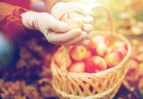 farming, gardening, harvesting and people concept - woman hands holding apples over wicker basket at autumn garden