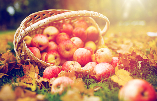 farming, gardening, harvesting and people concept - wicker basket of ripe red apples at autumn garden