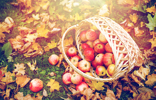 farming, gardening, harvesting and people concept - wicker basket of ripe red apples at autumn garden