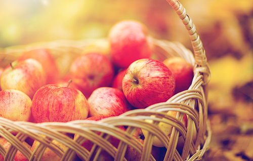 farming, gardening, harvesting and people concept - close up of wicker basket with ripe red apples at autumn garden