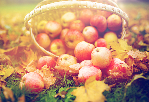 farming, gardening, harvesting and people concept - close up of wicker basket with ripe red apples at autumn garden