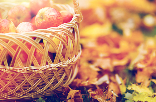 farming, gardening, harvesting and people concept - close up of wicker basket with ripe red apples at autumn garden