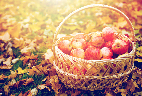 farming, gardening, harvesting and people concept - wicker basket of ripe red apples at autumn garden