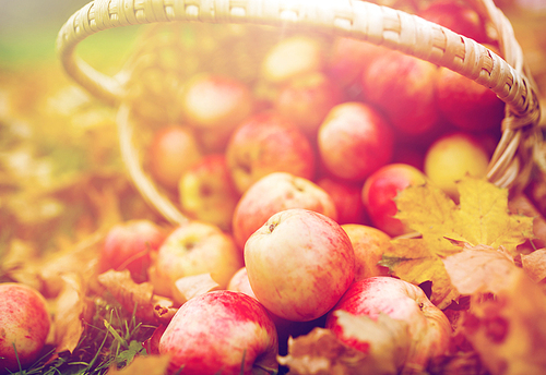 farming, gardening, harvesting and people concept - close up of wicker basket with ripe red apples at autumn garden