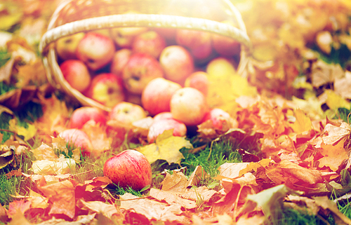 farming, gardening, harvesting and people concept - wicker basket of ripe red apples at autumn garden