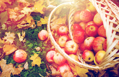 farming, gardening, harvesting and people concept - close up of wicker basket with ripe red apples at autumn garden