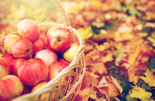 farming, gardening, harvesting and people concept - close up of wicker basket with ripe red apples at autumn garden