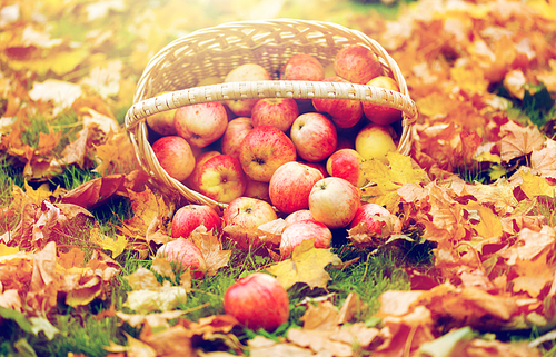 farming, gardening, harvesting and people concept - wicker basket of ripe red apples at autumn garden