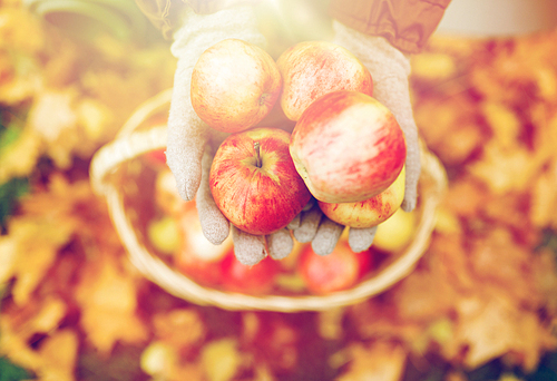 farming, gardening, harvesting and people concept - woman hands holding apples over wicker basket at autumn garden