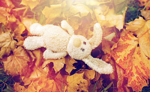 season, childhood and loneliness concept - lonely toy rabbit in fallen autumn leaves