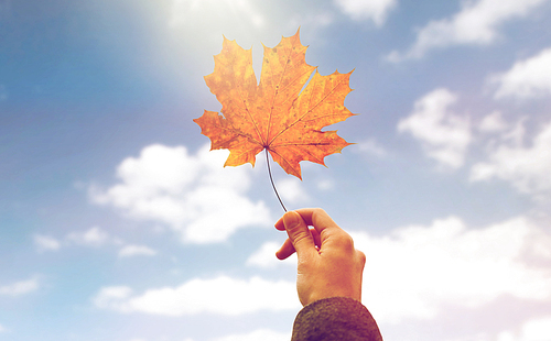 season, nature and people concept - close up of woman hand holding autumn maple leaves over blue sky background