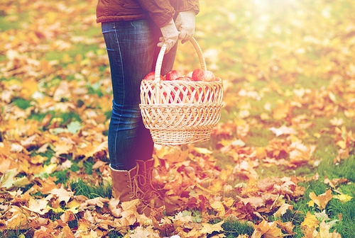 farming, gardening, harvesting and people concept - woman holding basket of apples at autumn garden