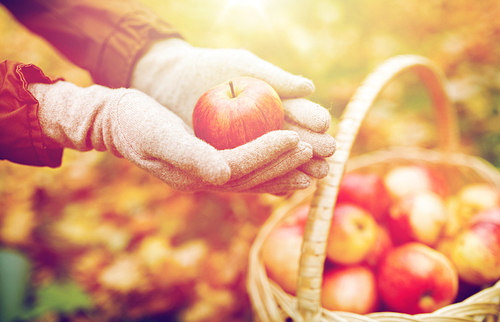 farming, gardening, harvesting and people concept - woman hands holding apples over wicker basket at autumn garden