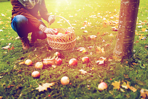 farming, gardening, harvesting and people concept - woman picking apples and putting them into wicker basket at autumn garden