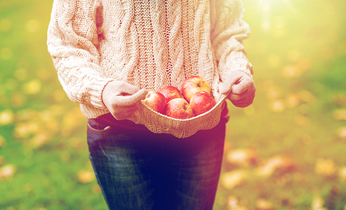 farming, gardening, harvesting and people concept - close up of woman with apples in sweater at autumn garden