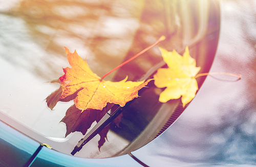 season and transport concept - close up of car wiper with autumn maple leaves on windshield