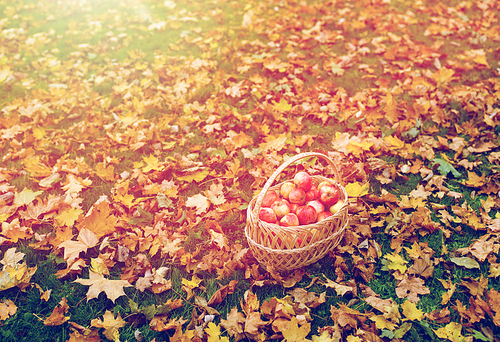 farming, gardening, harvesting and people concept - wicker basket of ripe red apples at autumn garden